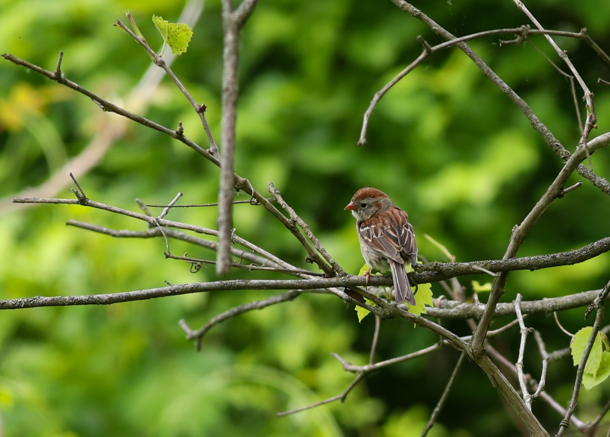 Field Sparrow - ML636894817