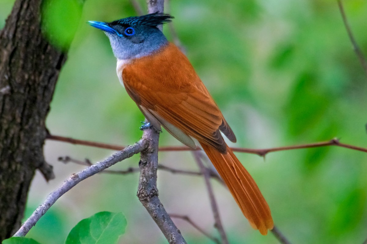 Indian Paradise-Flycatcher - ML636894822