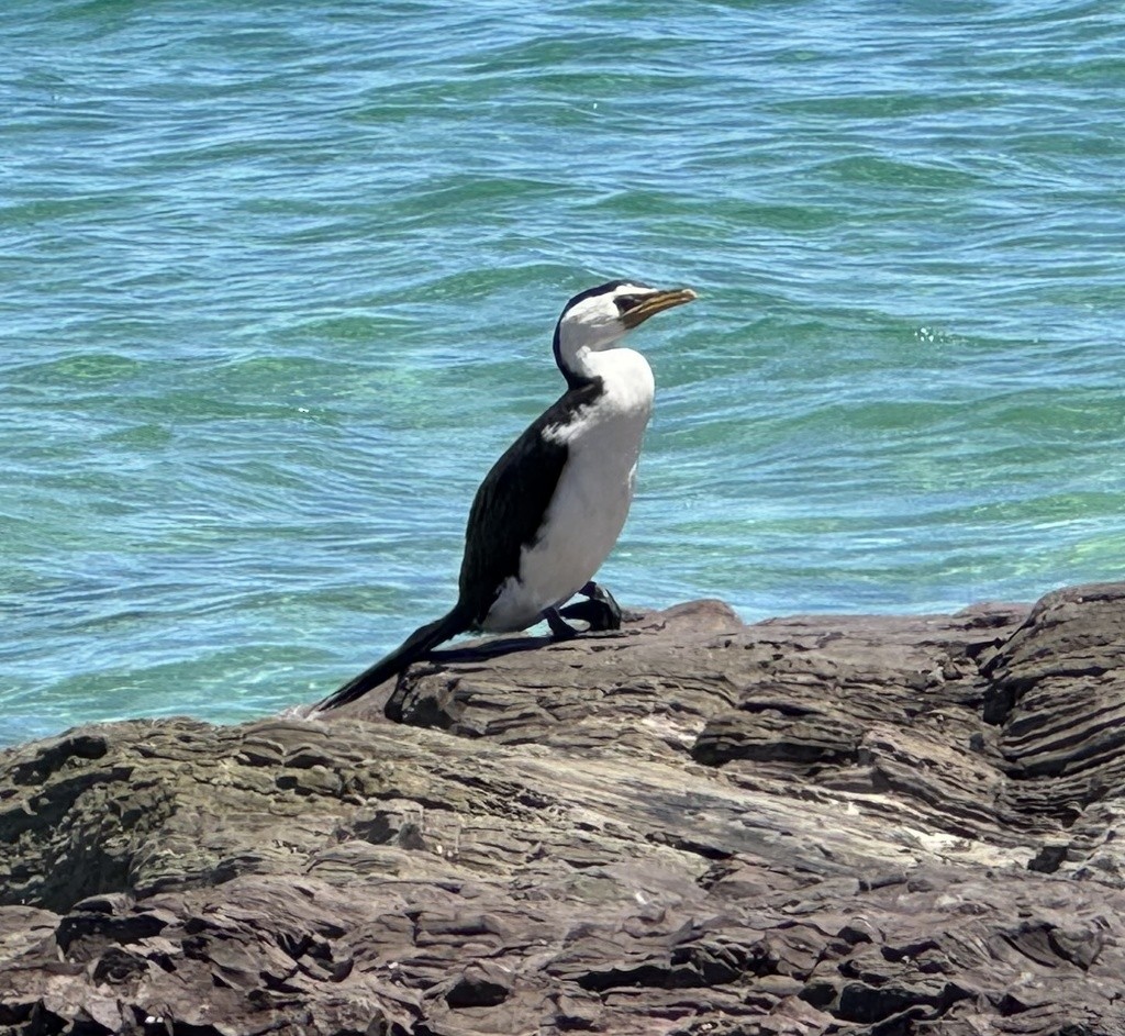 Little Pied Cormorant - ML636894832