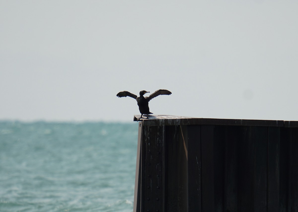 Double-crested Cormorant - ML636894937