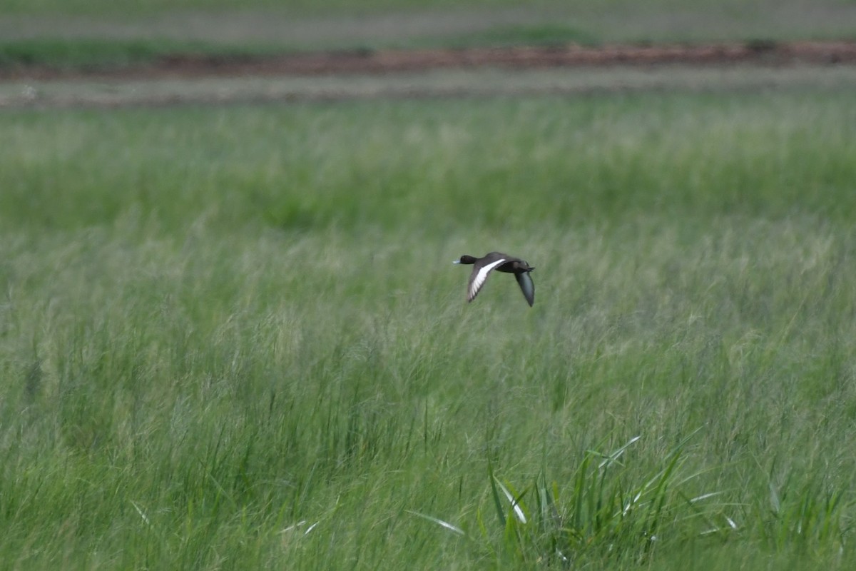 Southern Pochard - ML636894941