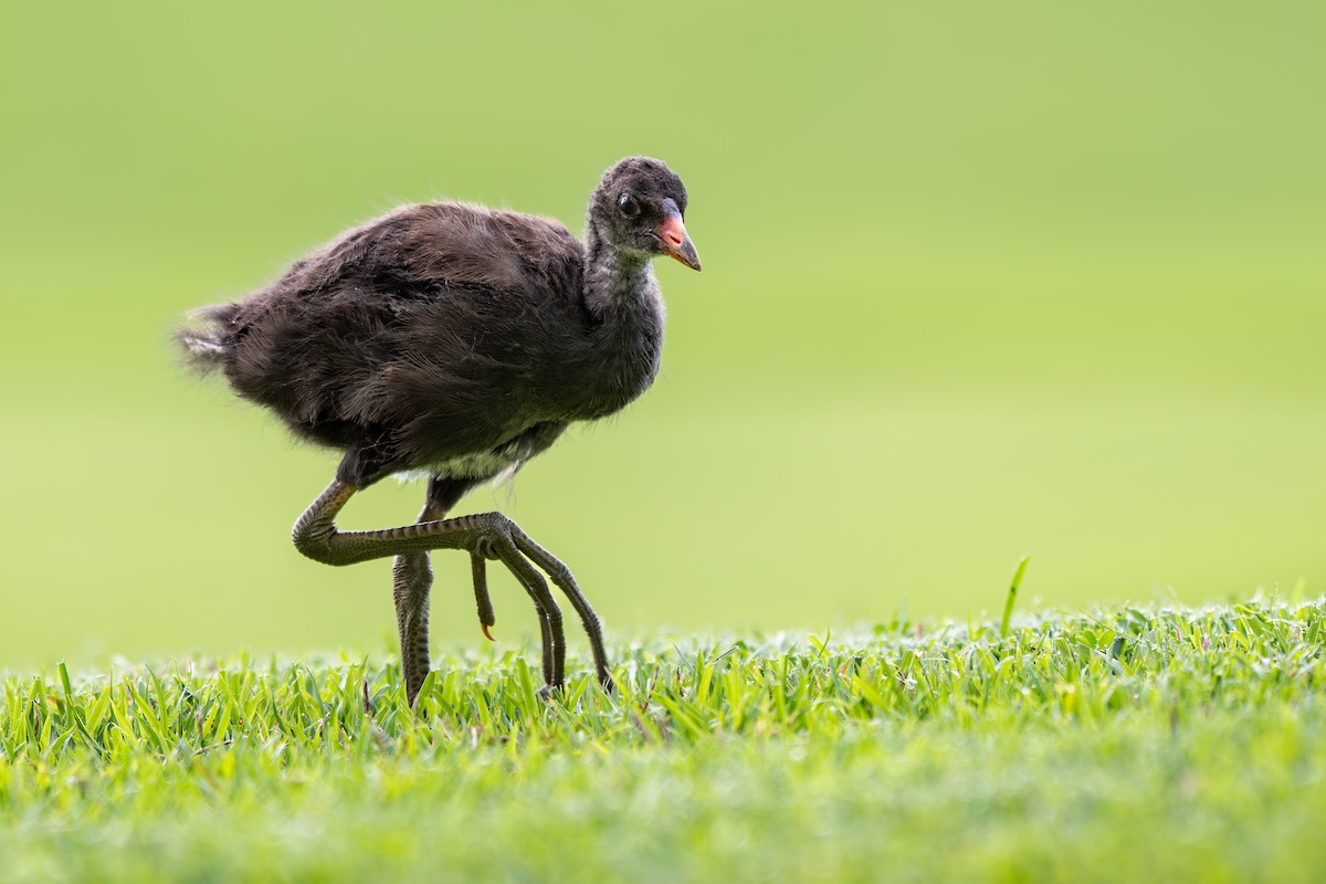 Common Gallinule (Hawaiian) - ML636894949
