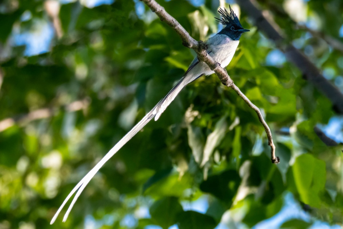 Indian Paradise-Flycatcher - ML636895051