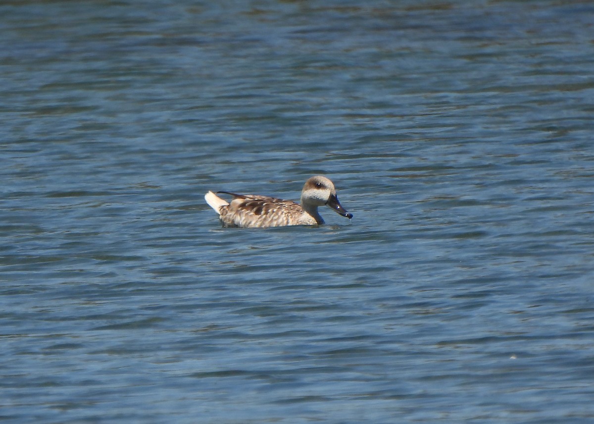 Marbled Duck - ML636895224