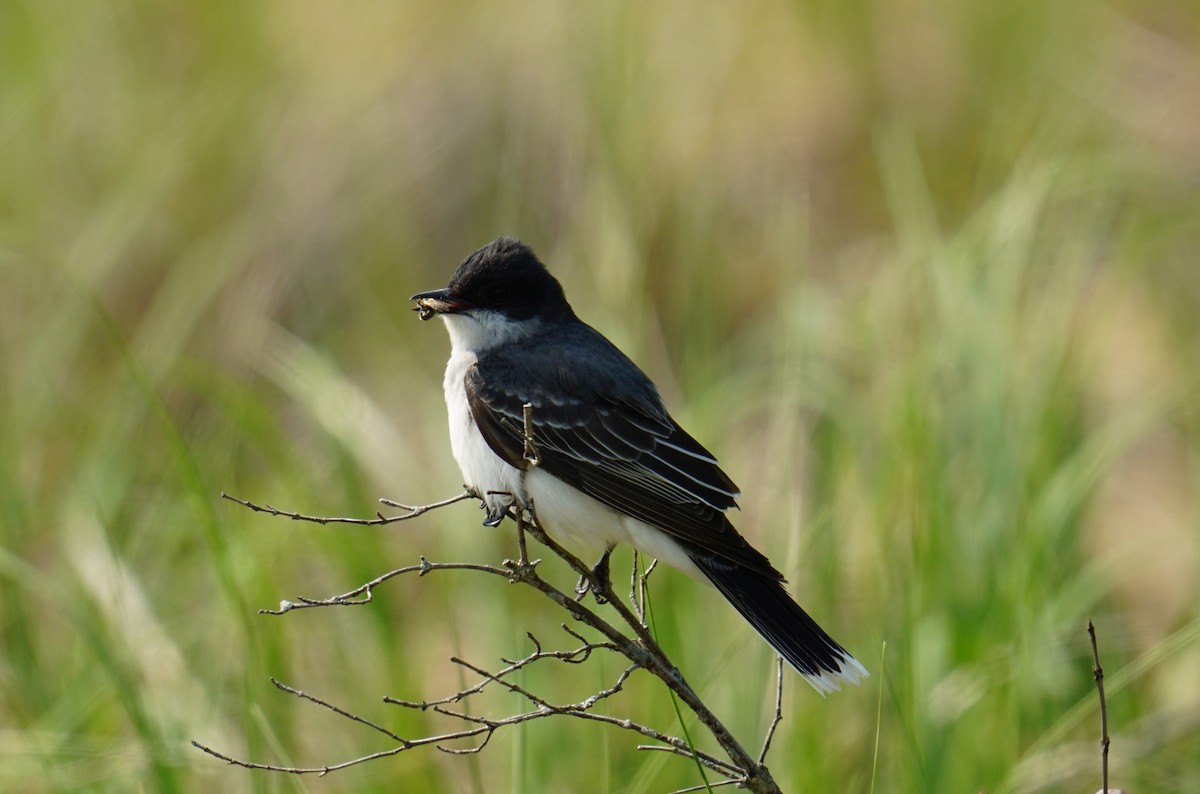 Eastern Kingbird - ML636895227