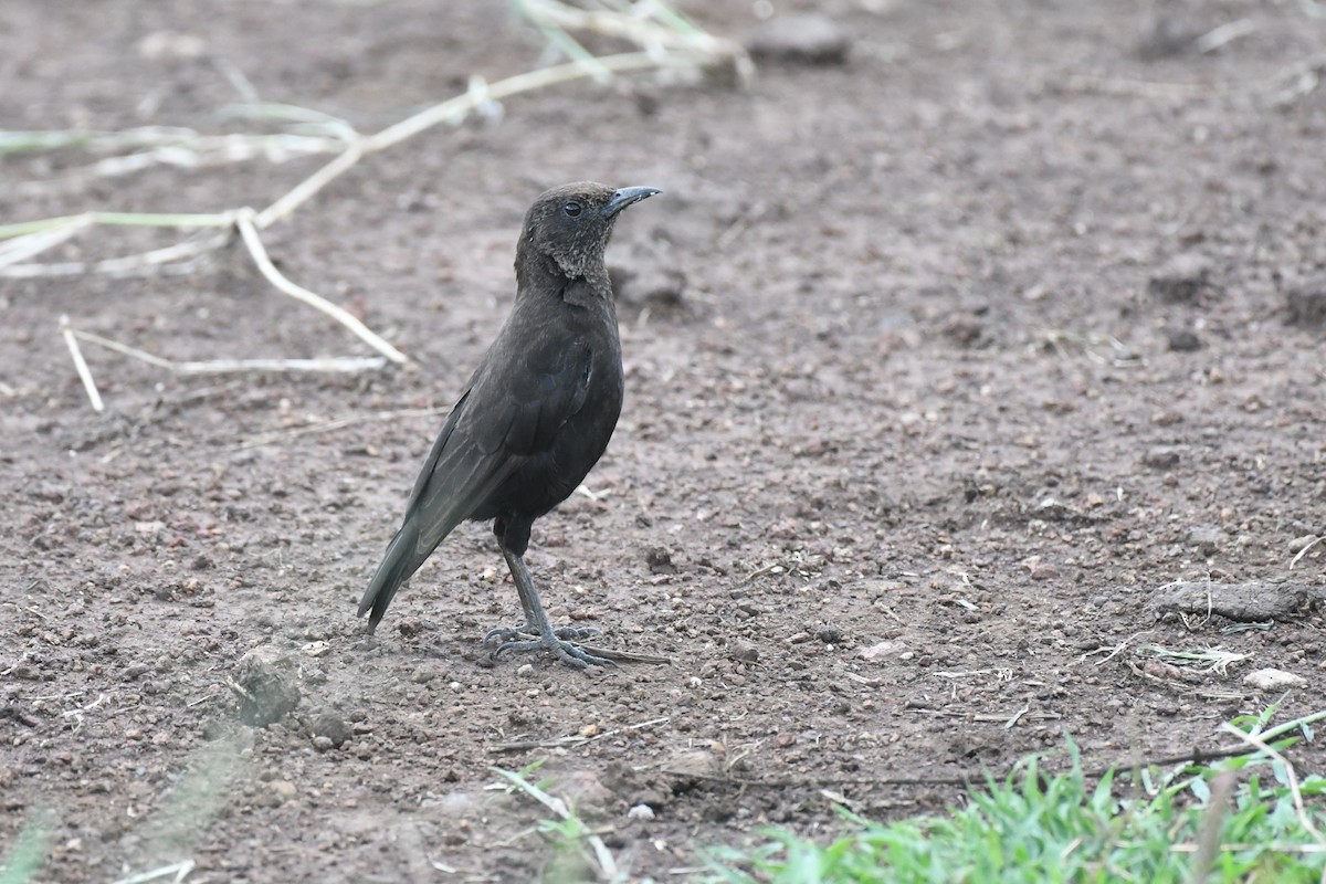 Northern Anteater-Chat - ML636895266