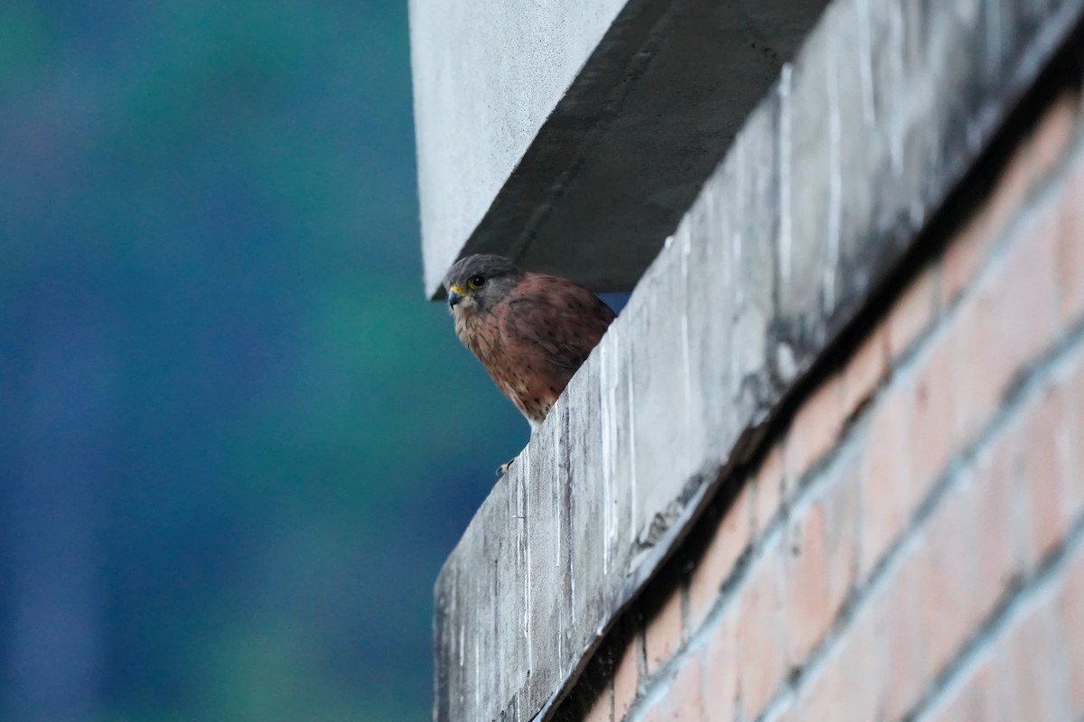Malagasy Kestrel - ML636895267