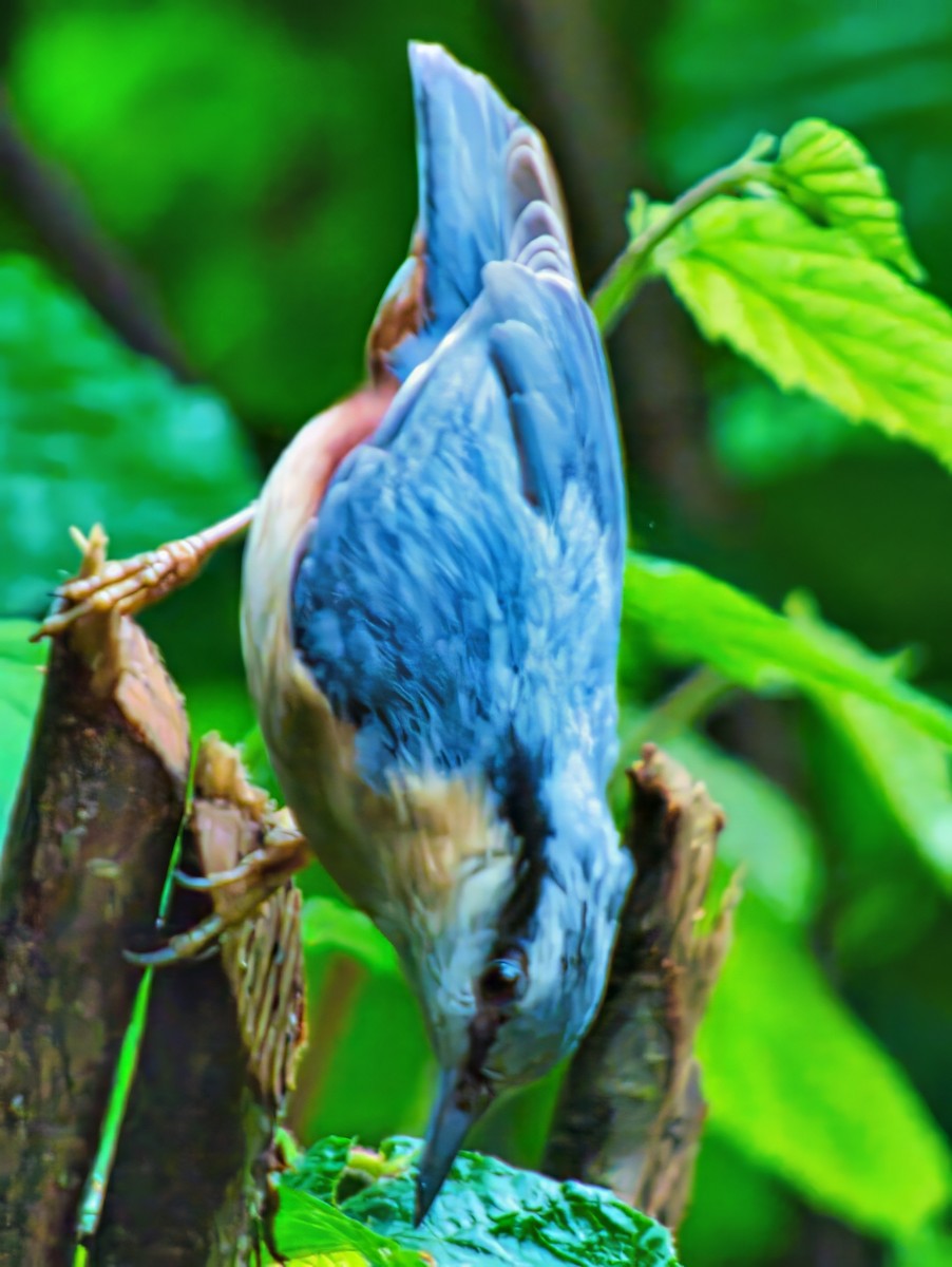 Eurasian Nuthatch (Western) - ML636895269