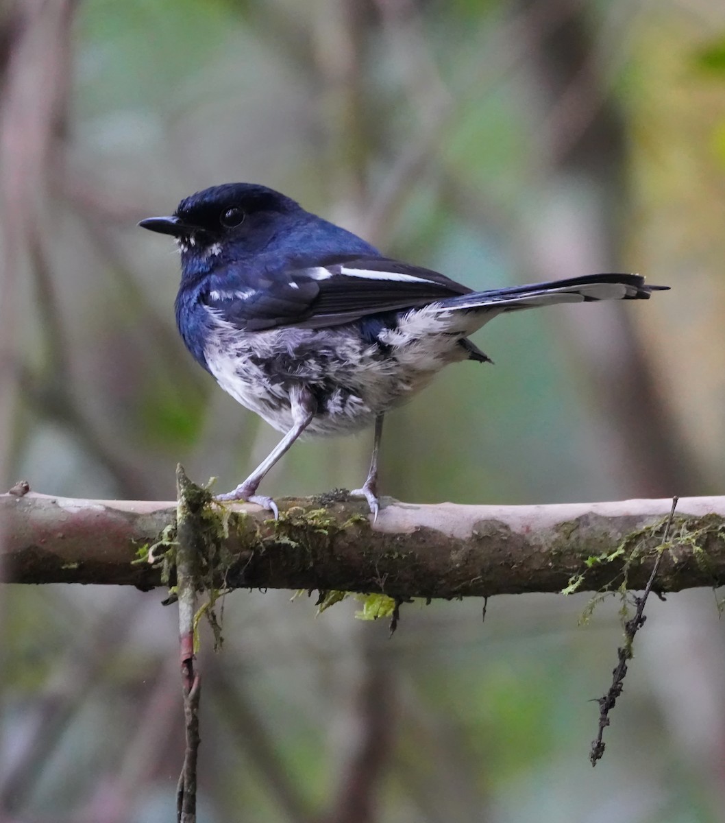 Madagascar Magpie-Robin - ML636895279