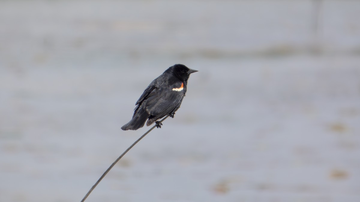 Red-winged Blackbird - ML636895280