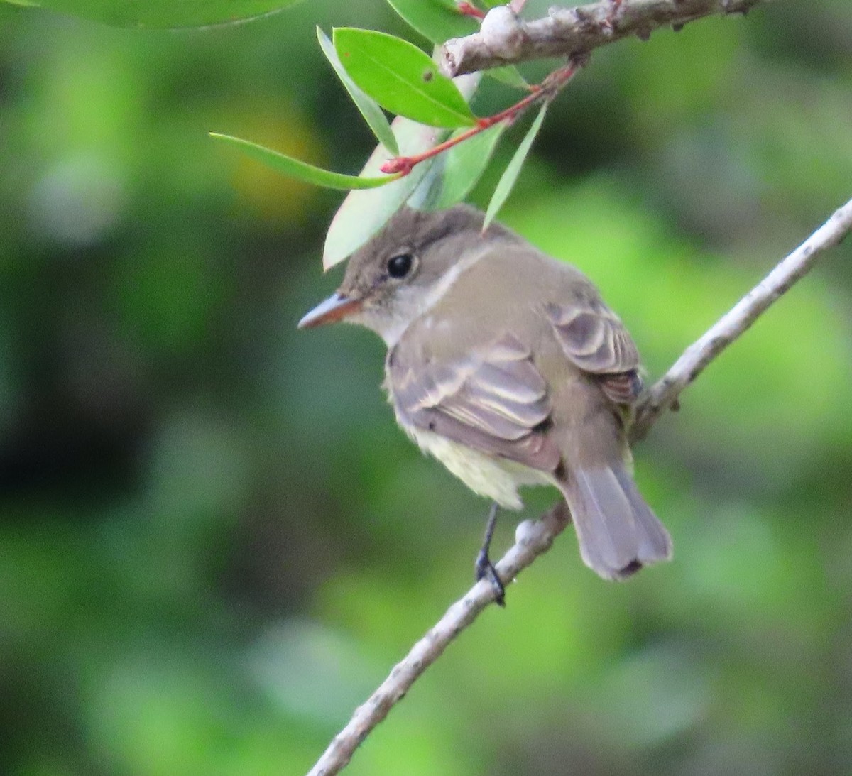 Willow Flycatcher - ML636895392