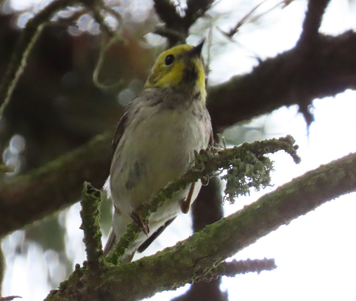 Hermit Warbler - ML636895445