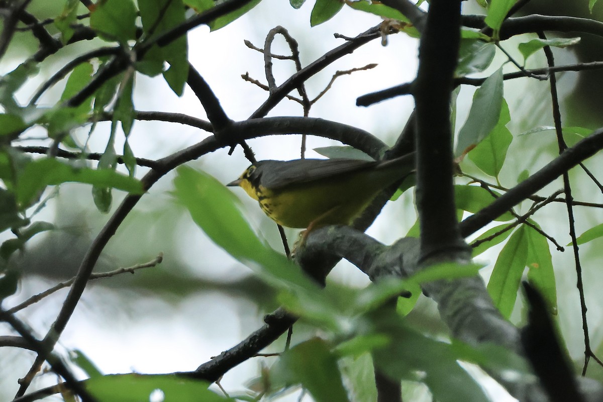 Canada Warbler - ML636895456