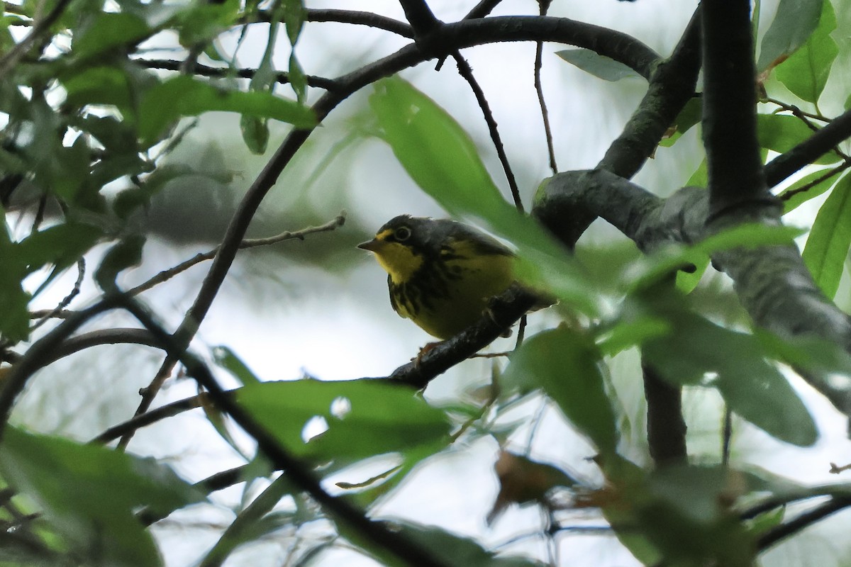 Canada Warbler - ML636895457