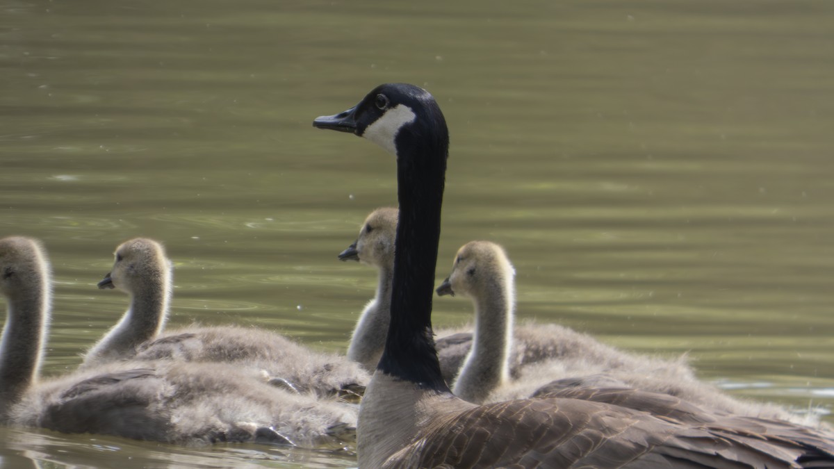 Branta kanadar handia - ML636895501