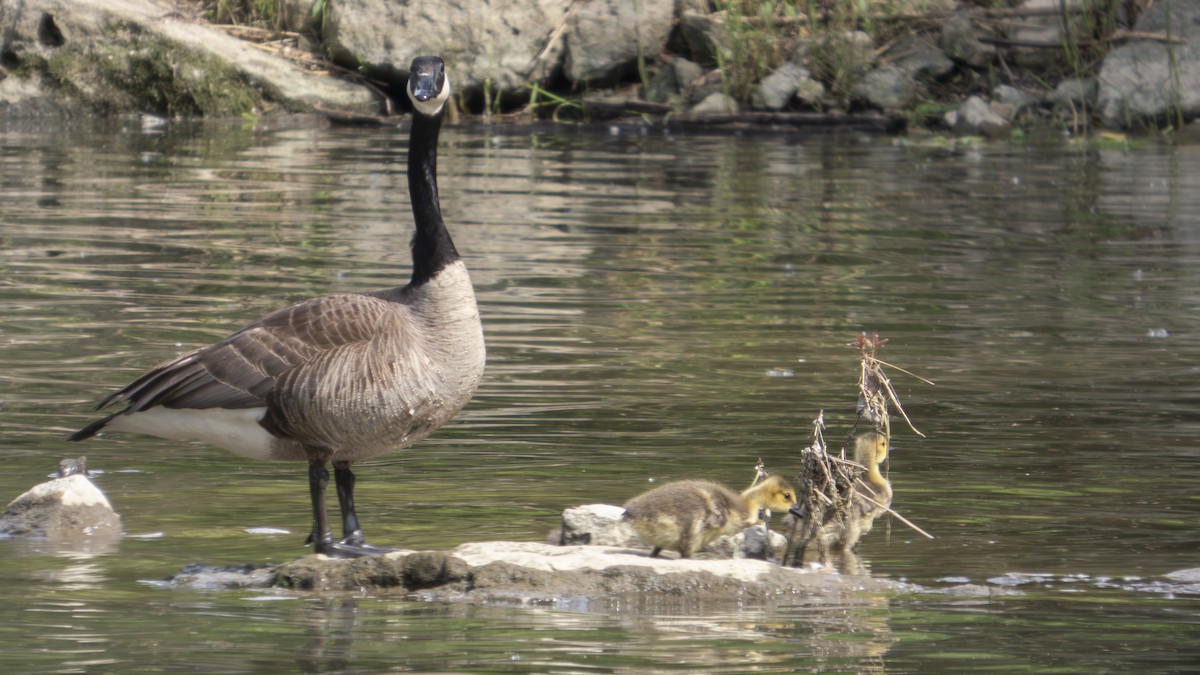 Branta kanadar handia - ML636895507