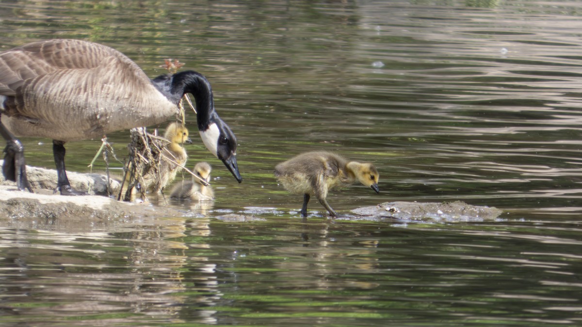 Branta kanadar handia - ML636895508