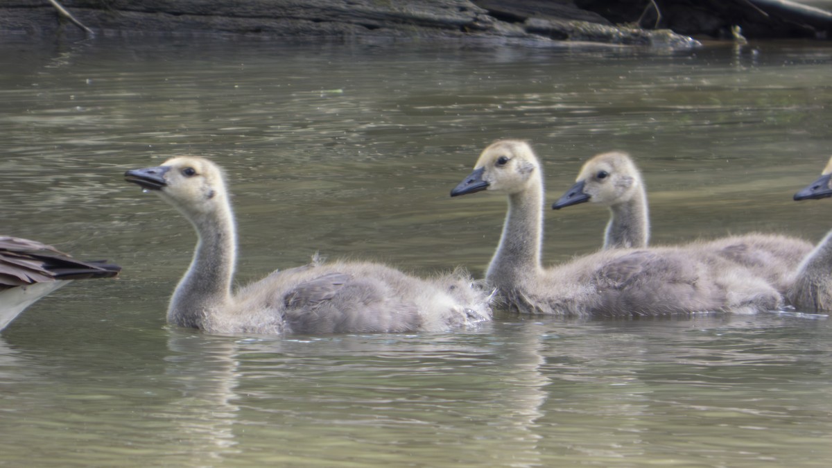Branta kanadar handia - ML636895509