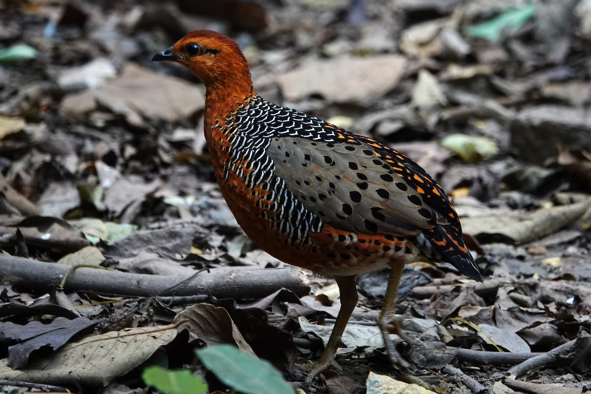 Ferruginous Partridge - ML636895529