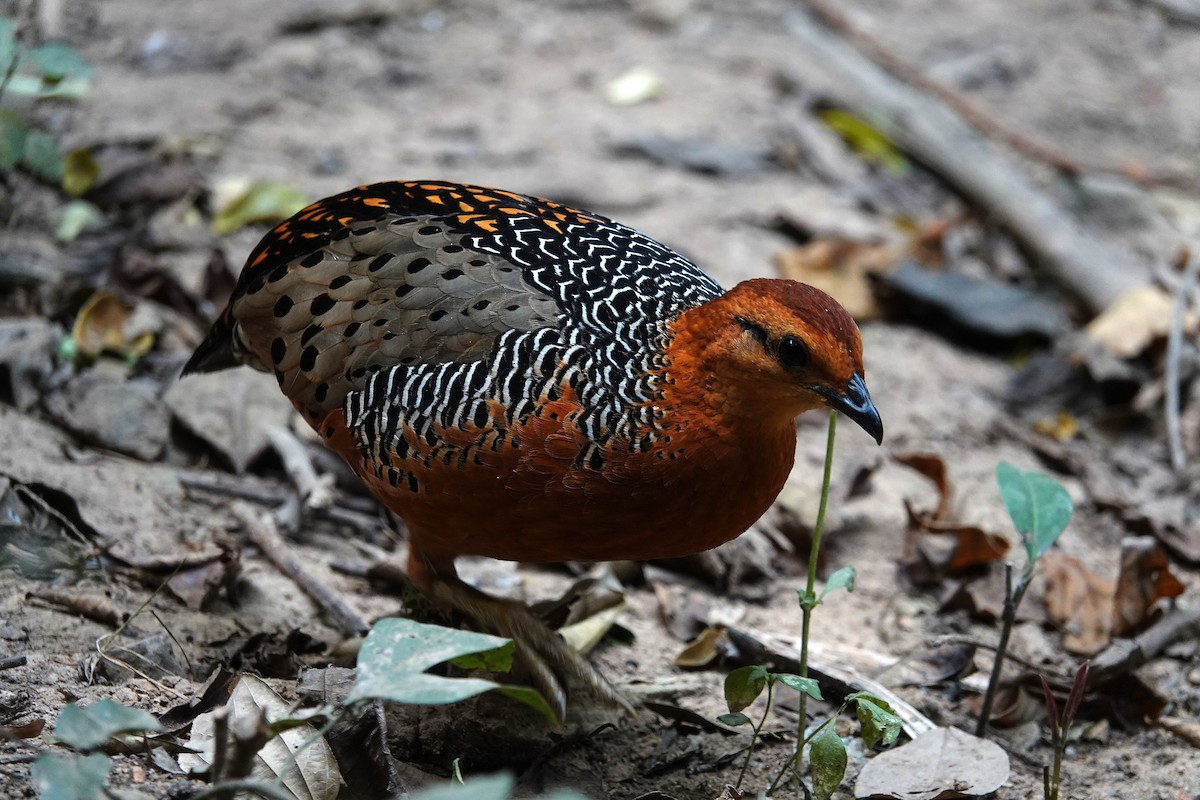 Ferruginous Partridge - ML636895530