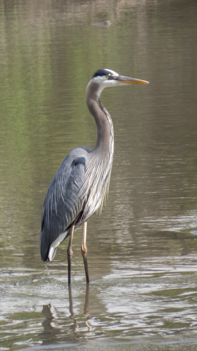 Great Blue Heron (Great Blue) - ML636895535