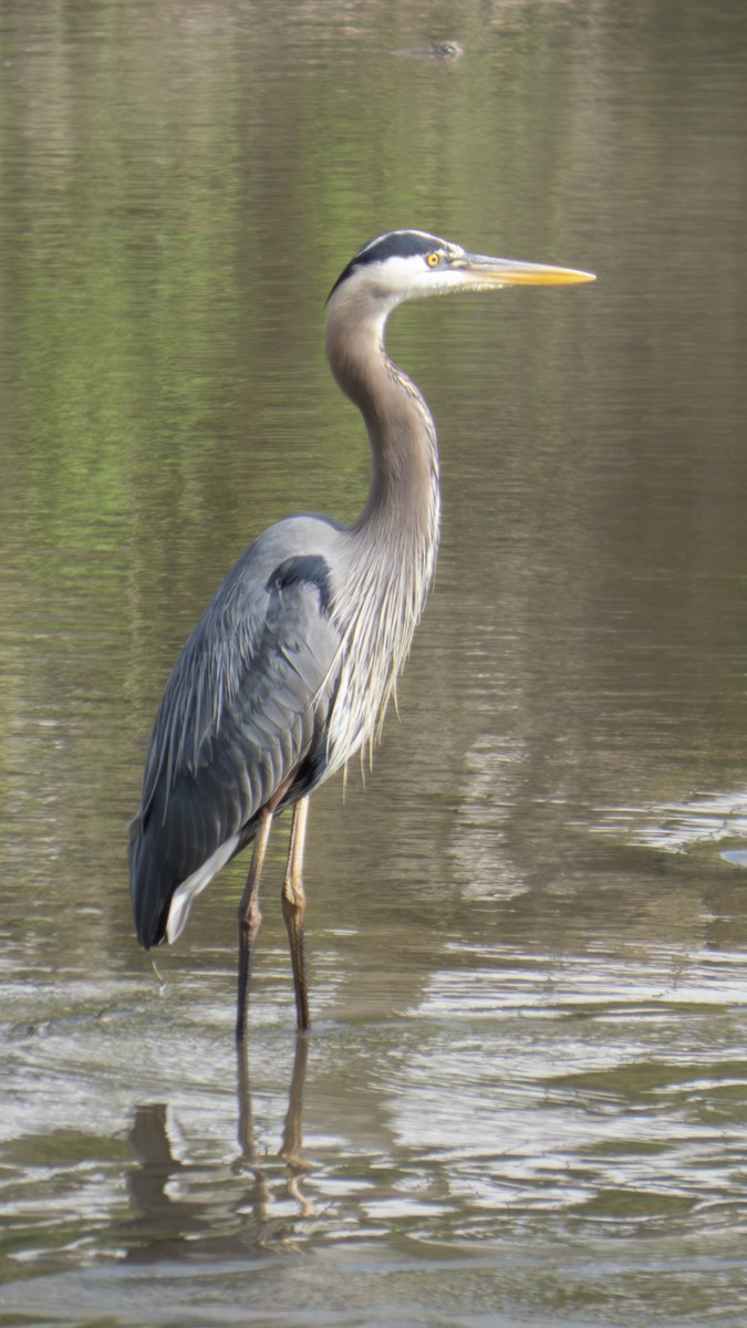 Great Blue Heron (Great Blue) - ML636895536