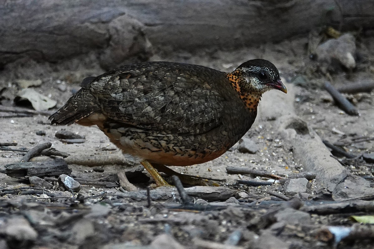 Scaly-breasted Partridge - ML636895664