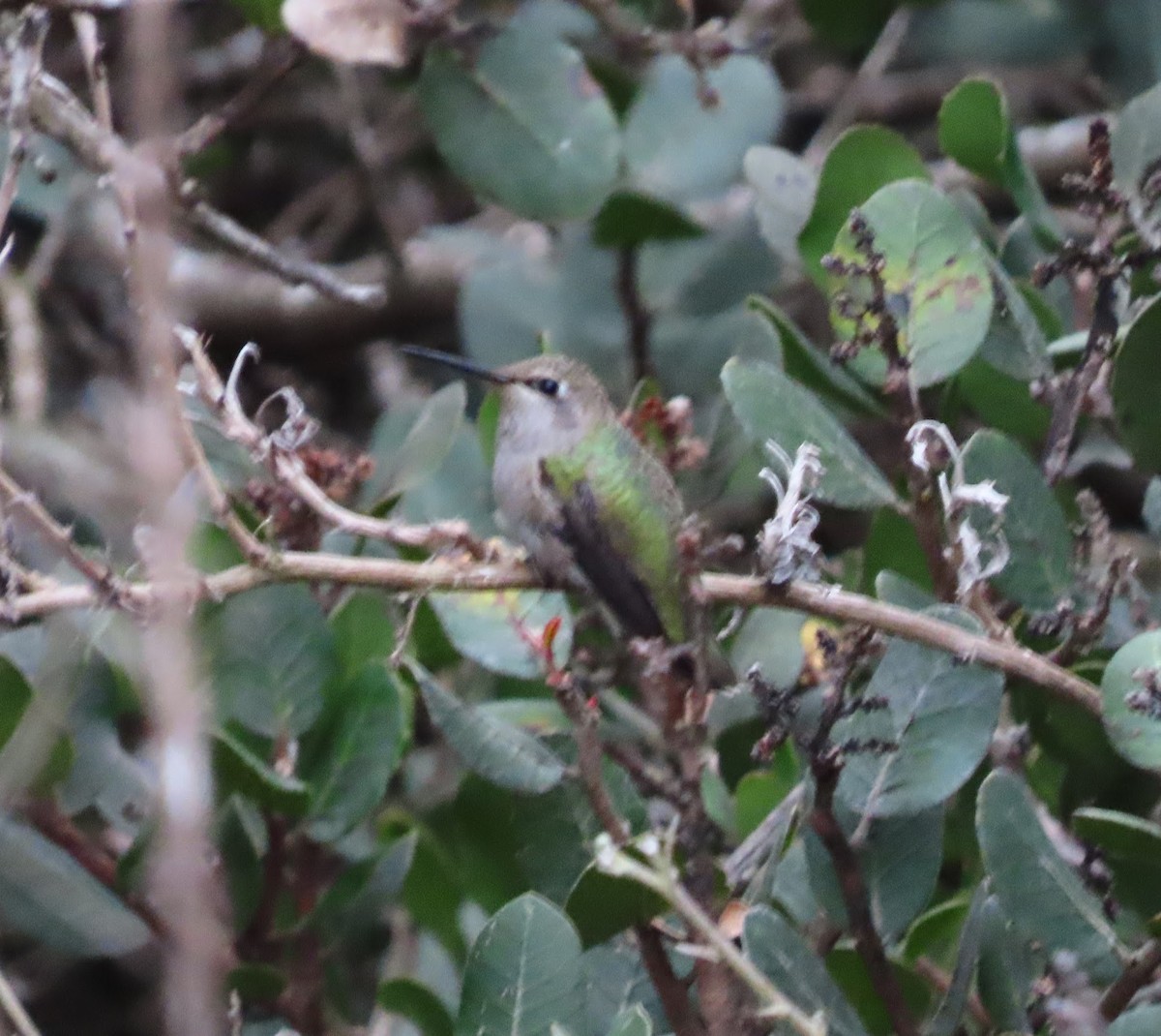 Black-chinned Hummingbird - ML636895679