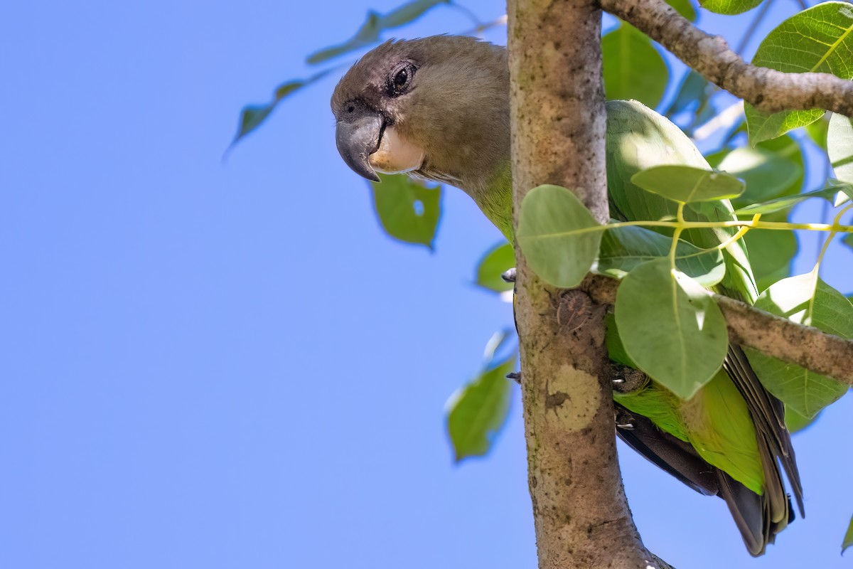 Brown-headed Parrot - ML636895733