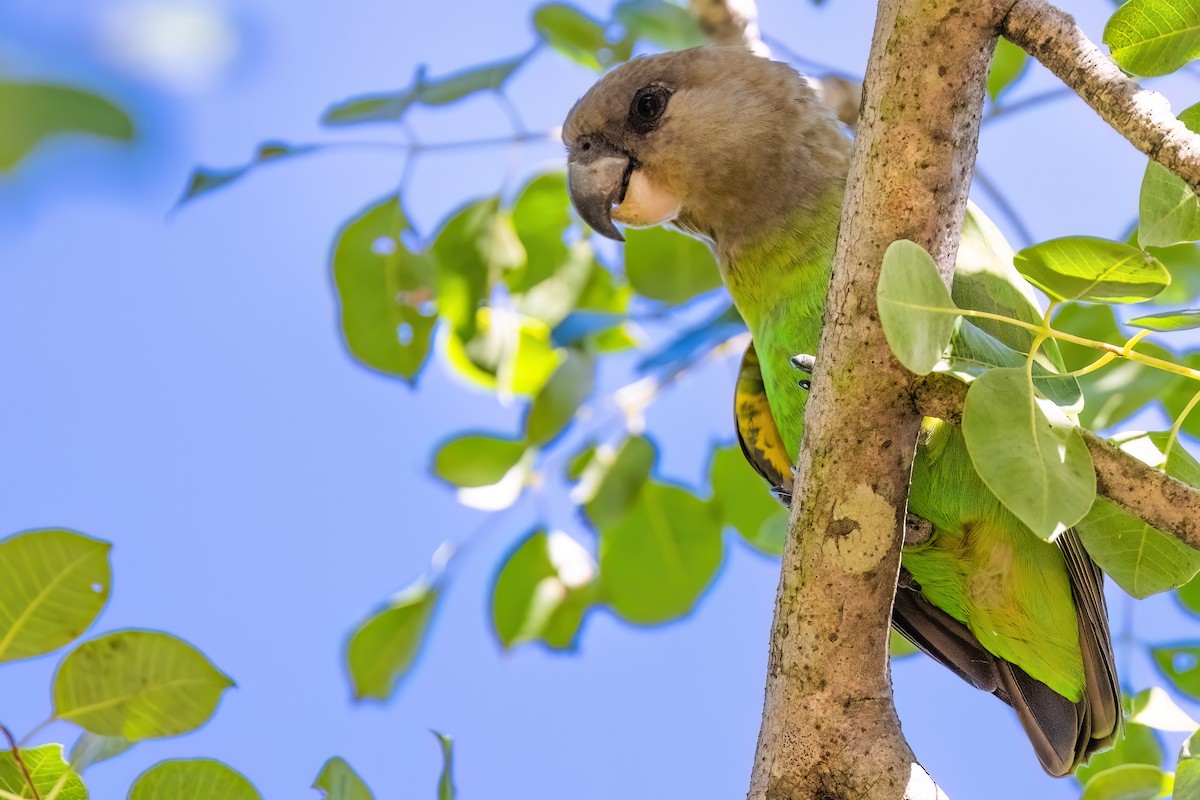 Brown-headed Parrot - ML636895736