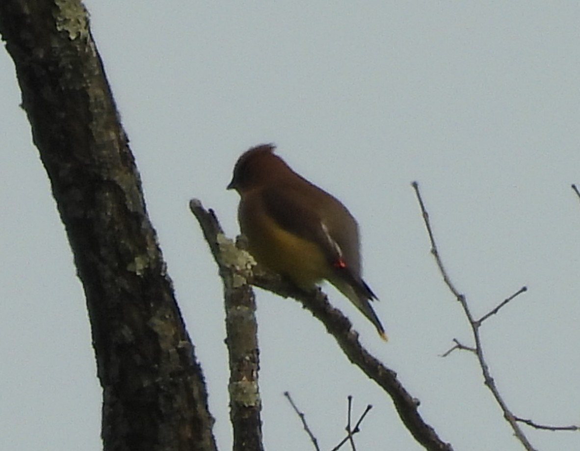 ヒメレンジャク - ML636895788