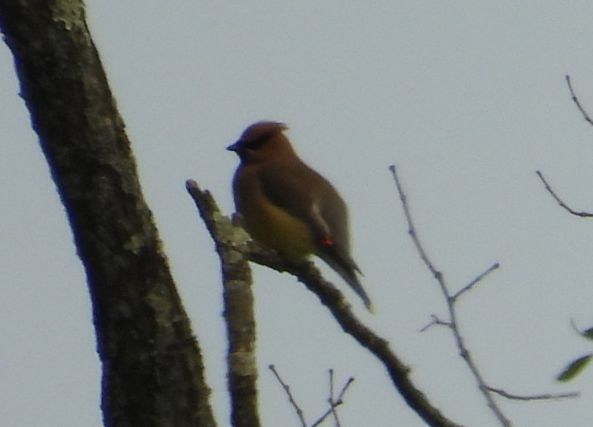 ヒメレンジャク - ML636895789