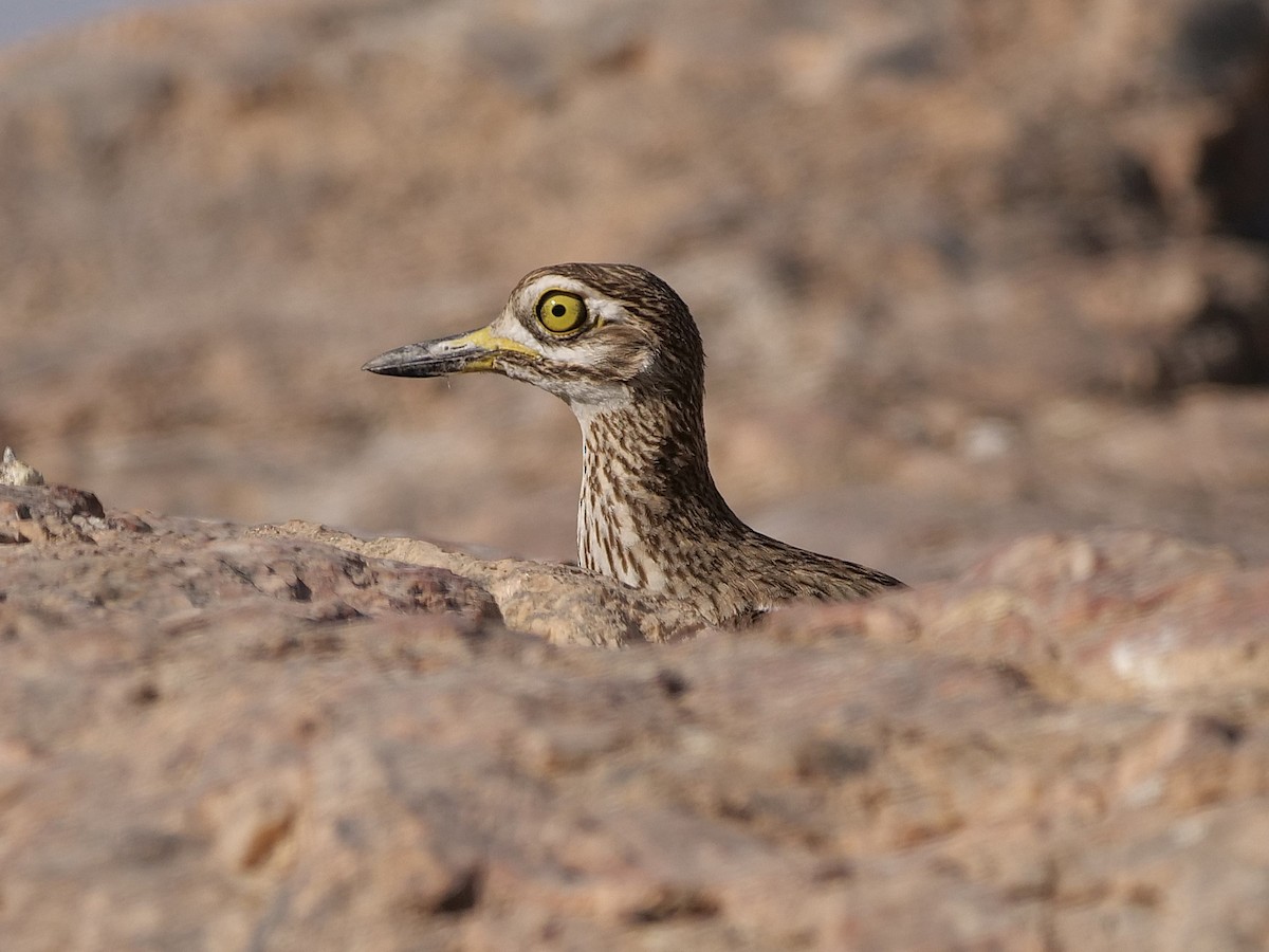 Senegal Thick-knee - ML636895809