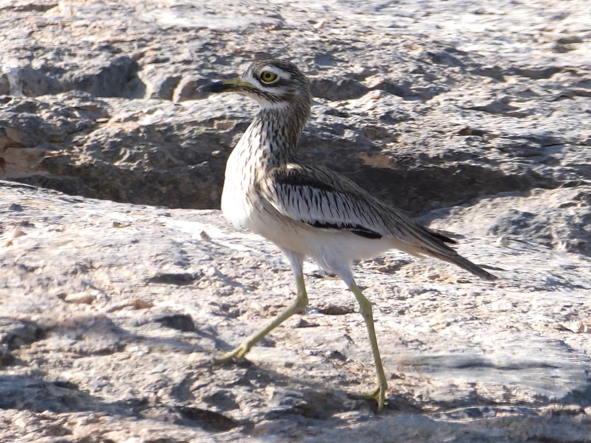 Senegal Thick-knee - ML636895810