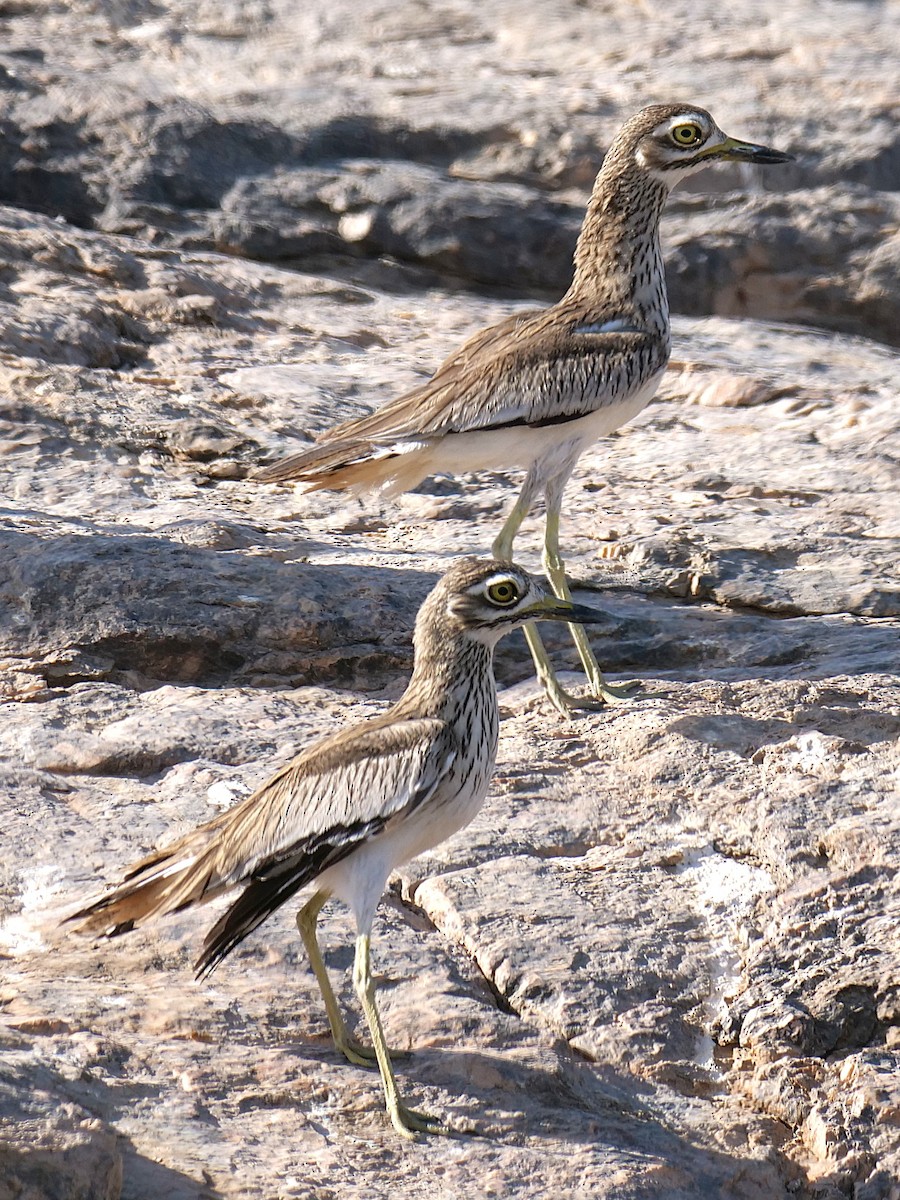 Senegal Thick-knee - ML636895811