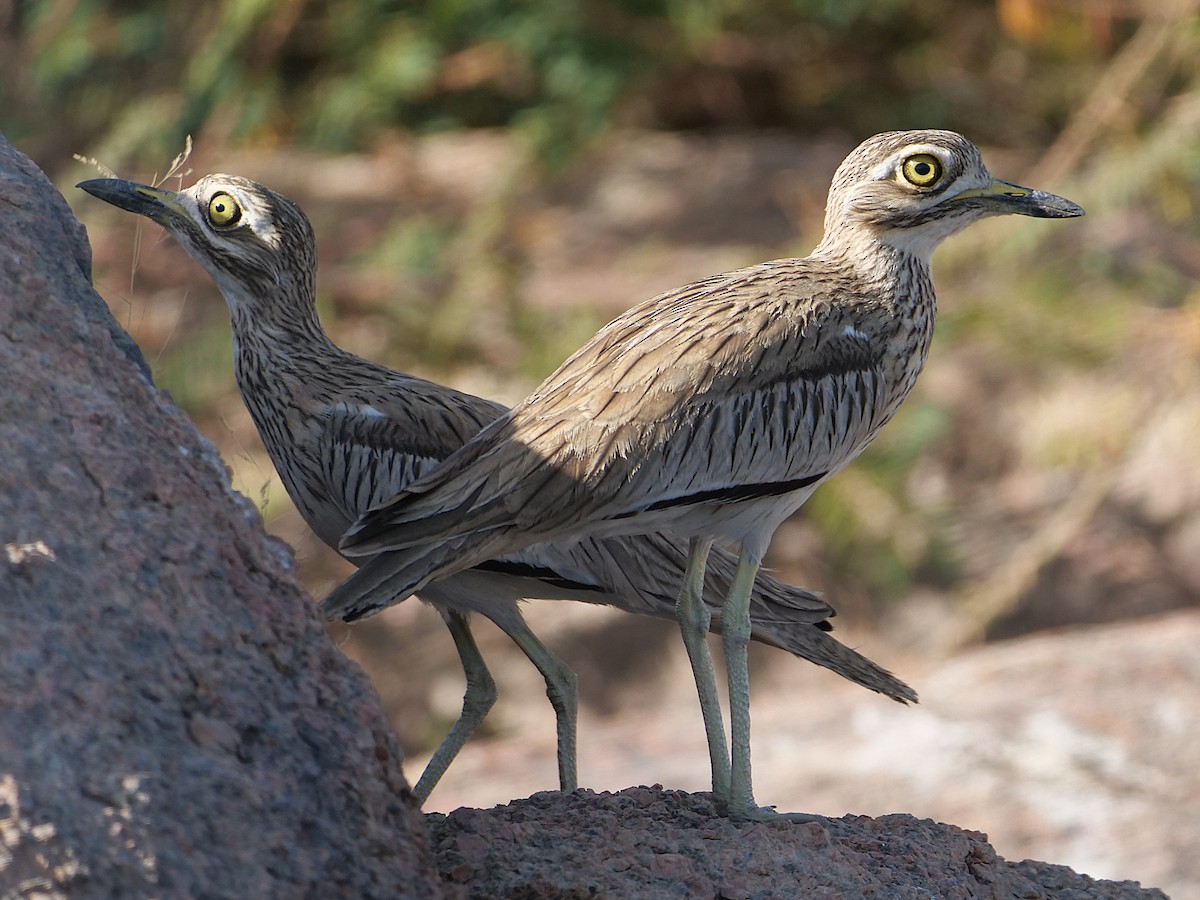 Senegal Thick-knee - ML636895813
