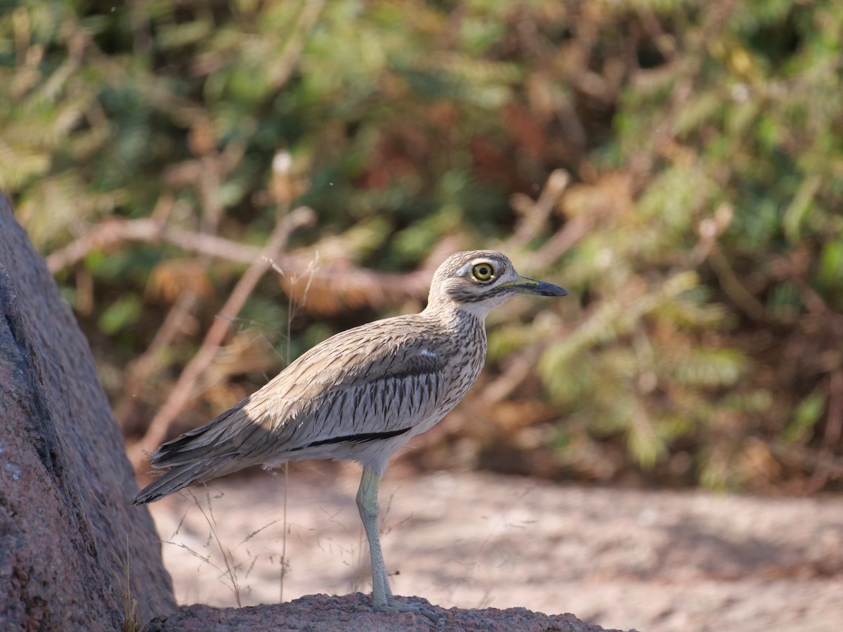Senegal Thick-knee - ML636895816