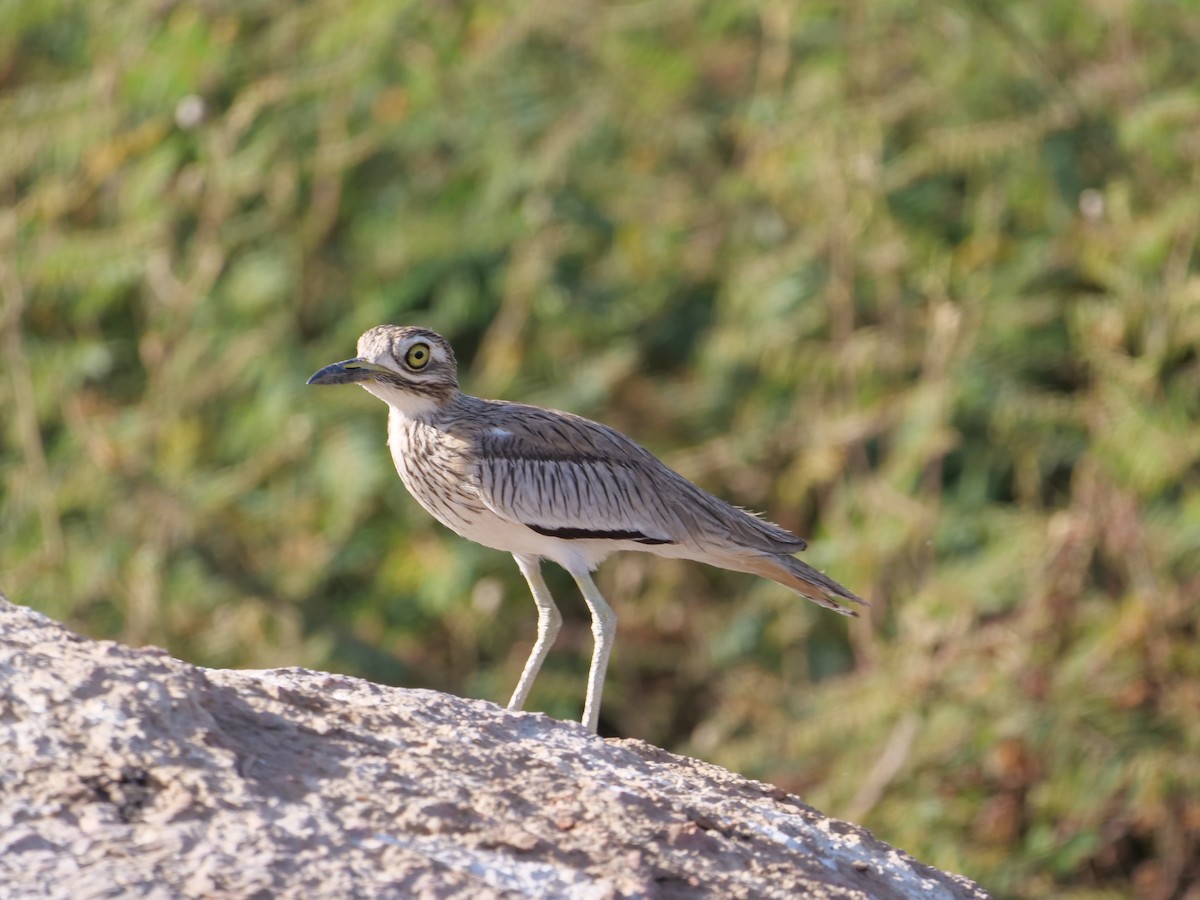 Senegal Thick-knee - ML636895817