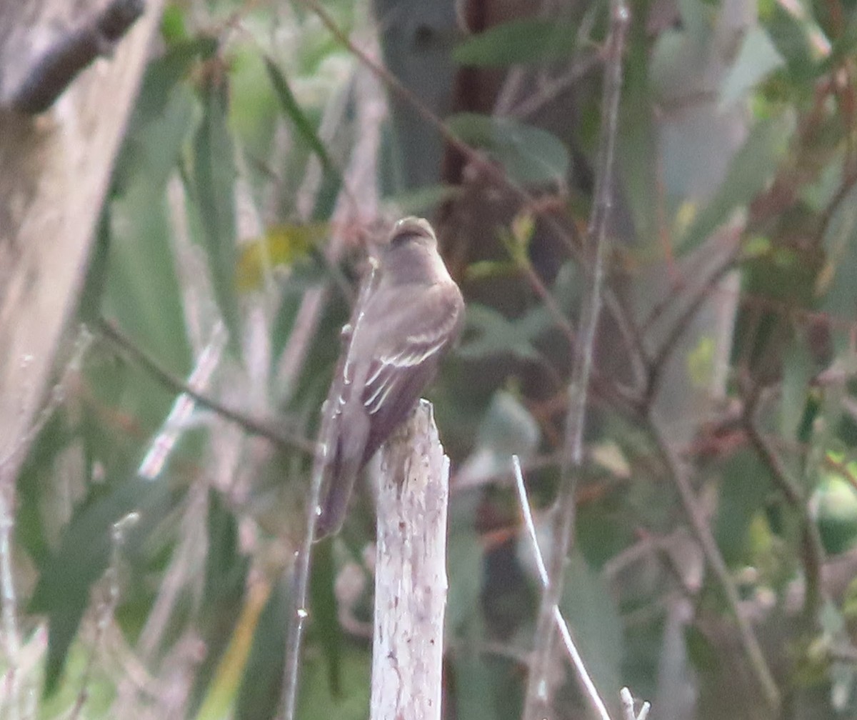 Western Wood-Pewee - ML636895818