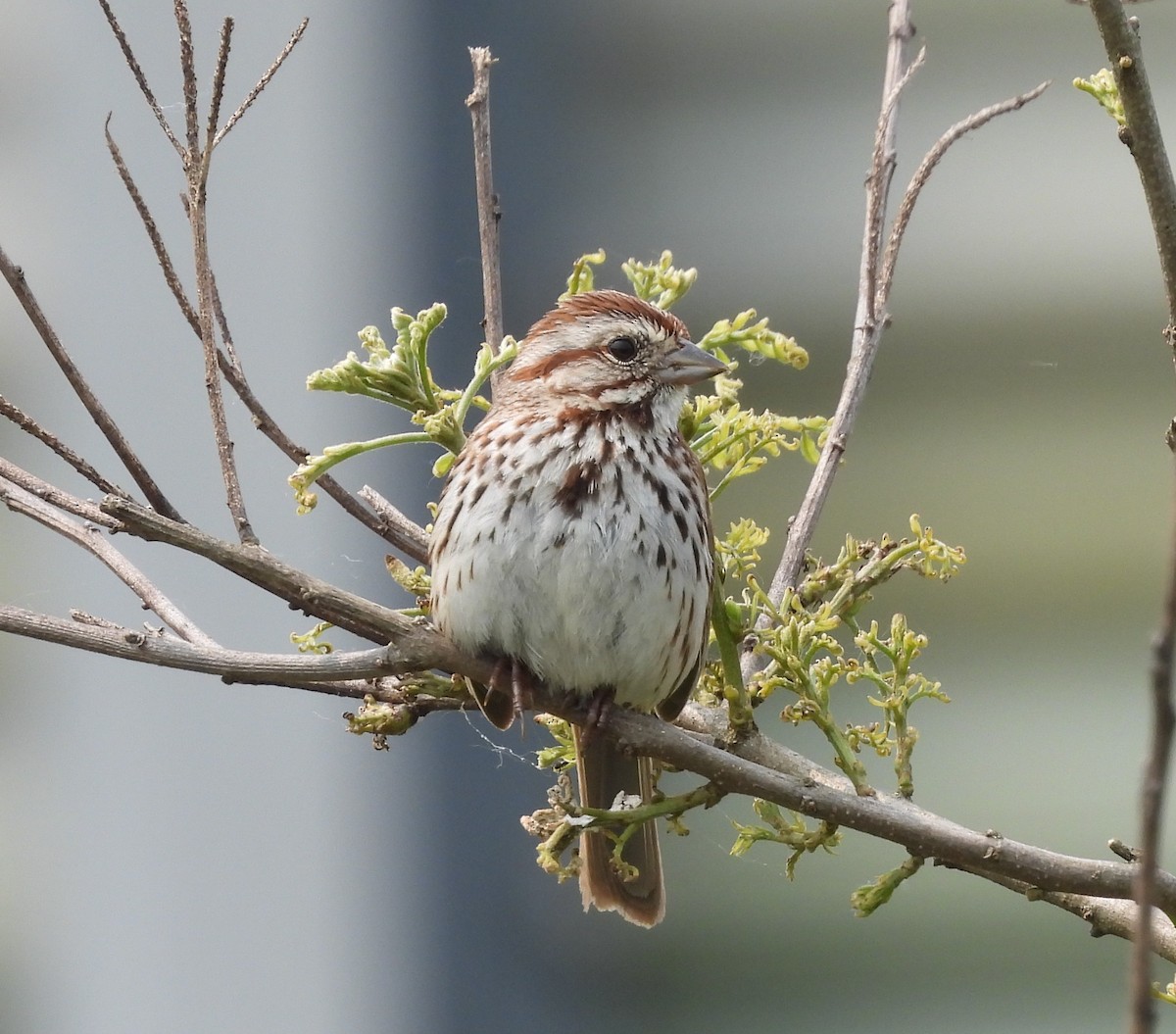 ウタスズメ - ML636895849