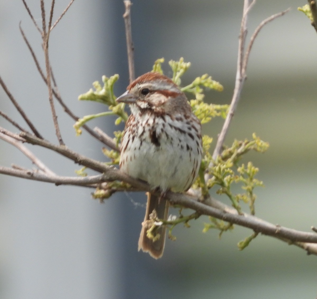 ウタスズメ - ML636895850