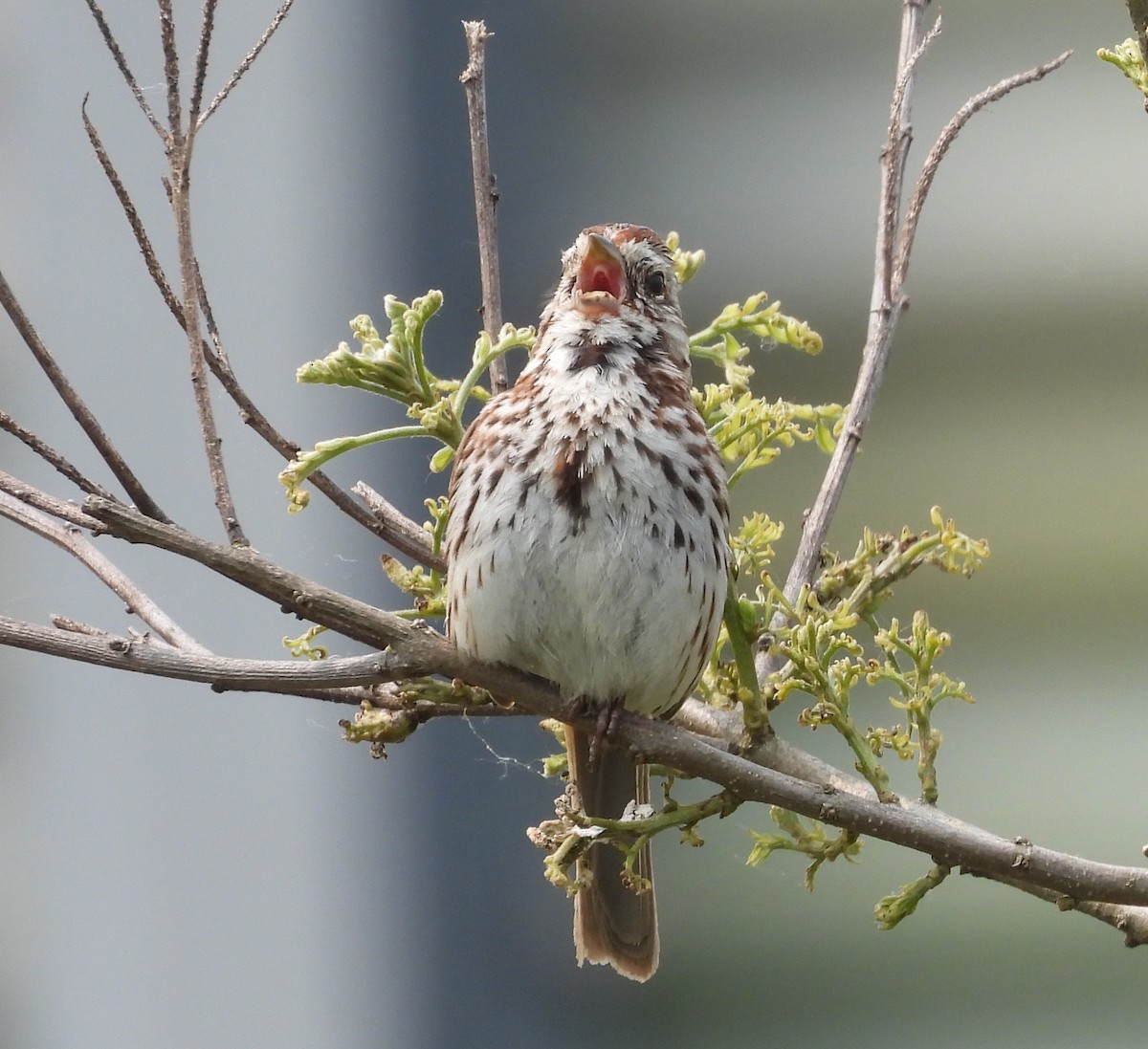 ウタスズメ - ML636895851