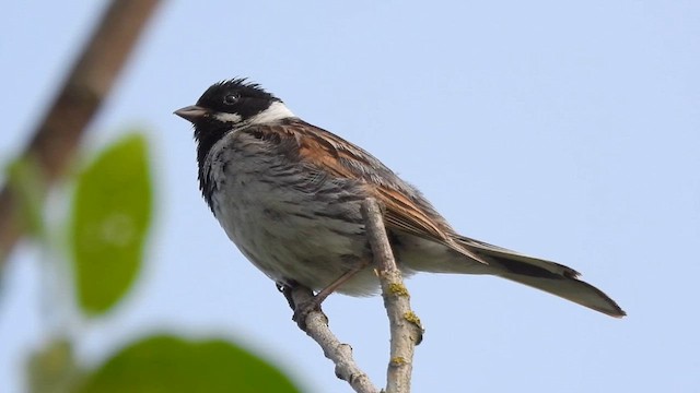 Reed Bunting - ML636895970