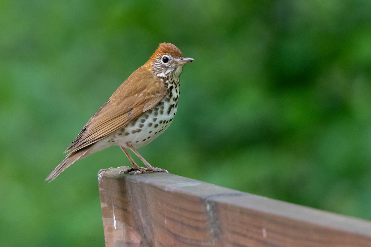 flekkskogtrost - ML636896024