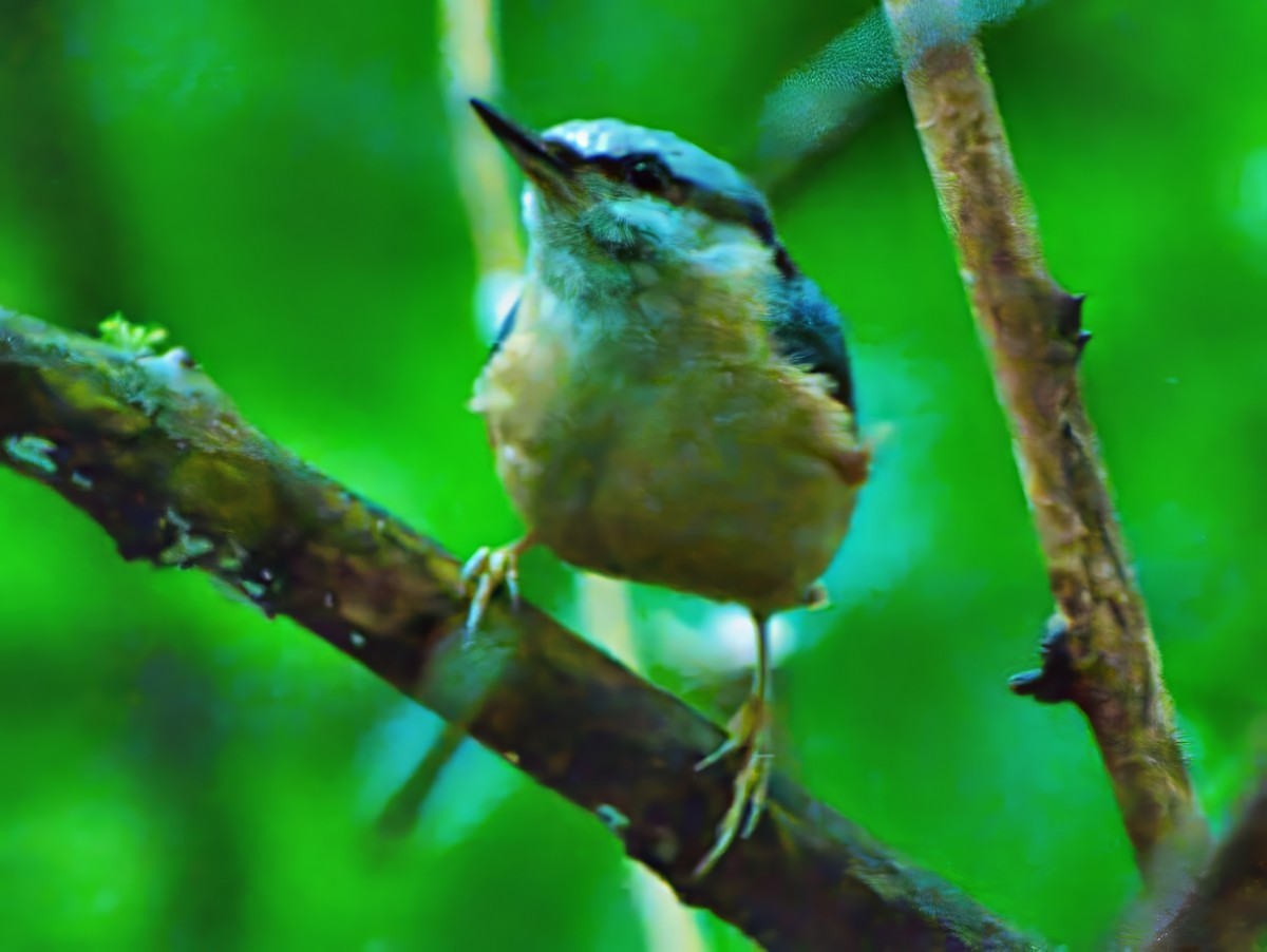 Eurasian Nuthatch (Western) - ML636896124