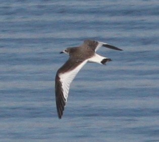 クビワカモメ - ML636896137