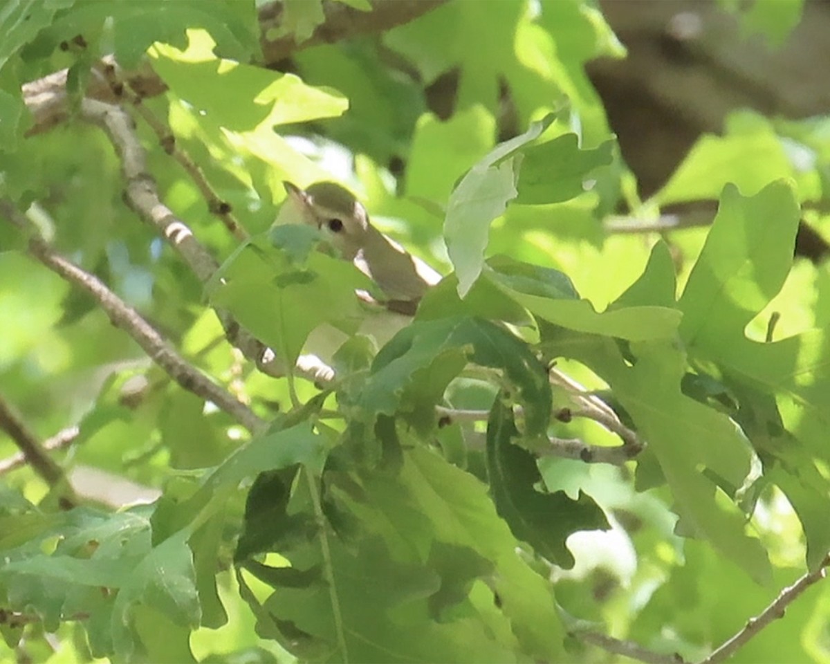 vireo sp. - ML636896190