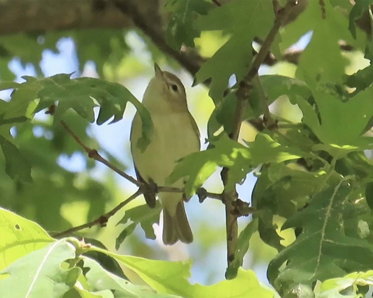 vireo sp. - ML636896192