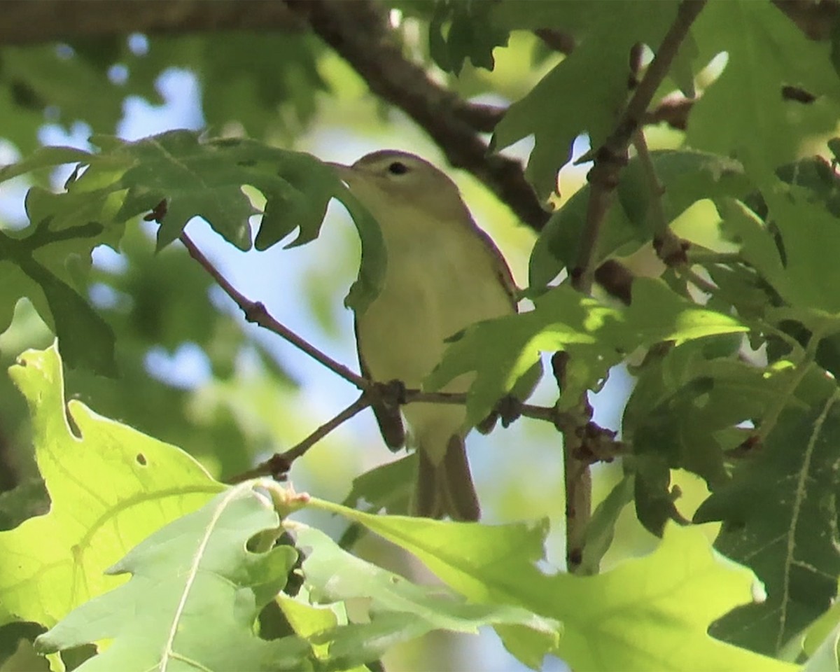 vireo sp. - ML636896193