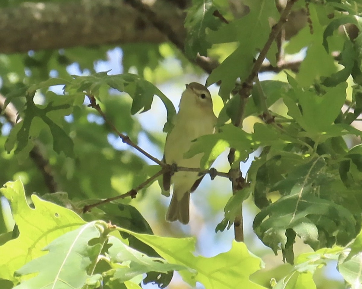 vireo sp. - ML636896195